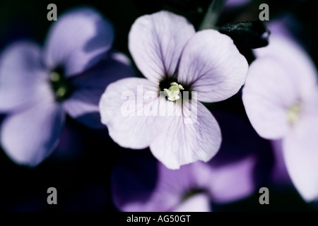 Nahaufnahme Schuss von Mauve Mauerblümchen vor schwarzem Hintergrund Stockfoto