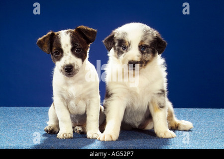 Jack Russell Terrier Welpen und Australian Shepherd Welpen - sitzen Stockfoto