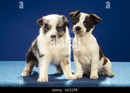 Jack Russell Terrier Welpen und Australian Shepherd Welpen - sitzen Stockfoto