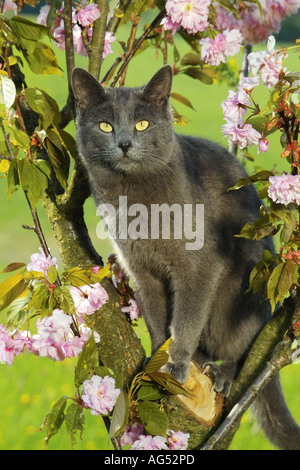 Kartäuser Katze auf Baum Stockfoto