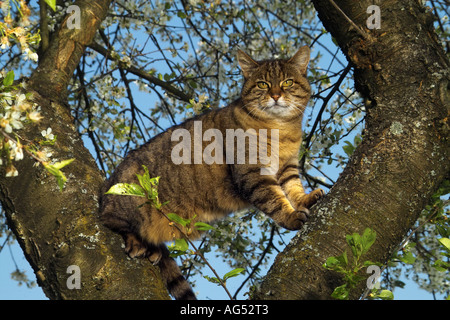 Tabby Katze auf Baum Stockfoto