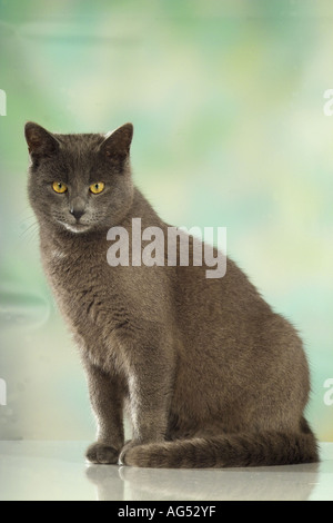 Kartäuser Katze - sitzt - Ausschneiden Stockfoto