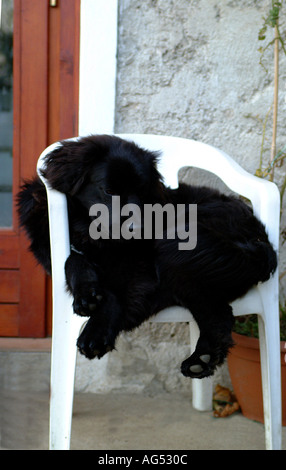 Neufundland Welpen Hund schlafen auf einem Gartenstuhl Stockfoto