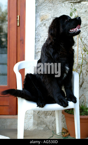 Neufundland Welpen Hund sitzt auf einem weißen Stuhl aus Kunststoff Stockfoto