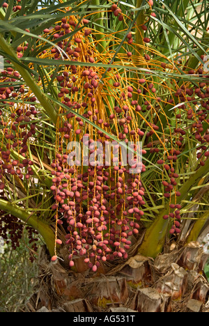 Kanarische Dattelpalme (Phoenix Canariensis) Stockfoto