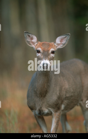 White tailed deer (Odocoileus virginianus) im Herbst, Alberta, Kanada Stockfoto