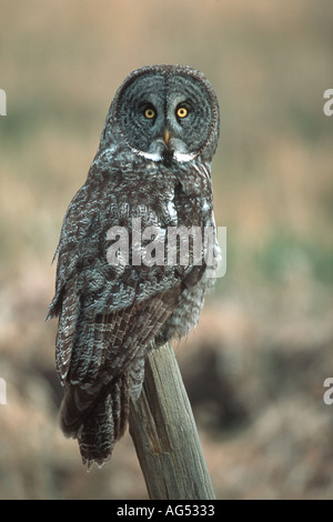 Große graue Eule Strix Nebulosa gehockt Zaun Pfosten, Alberta, Kanada Stockfoto