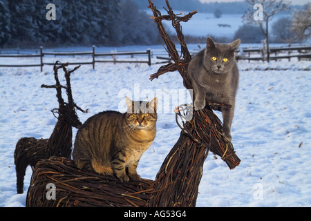 Zwei Erwachsene Hauskatzen auf einem verschneiten Rentier aus Zweigen im Garten Stockfoto