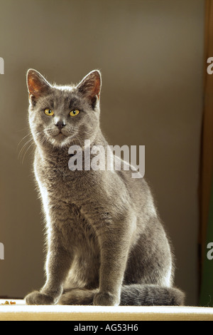 Kartäuser Katze - sitzt - Ausschneiden Stockfoto