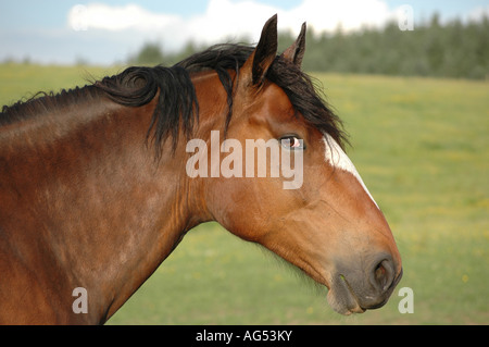 Bucht Pferd mit Blesse Stockfoto