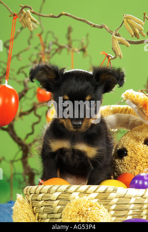 Russischer Toy Terrier - Welpen mit Ostereiern Stockfoto