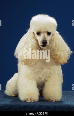 weißer Pudel - sitzen - Ausschneiden Stockfoto