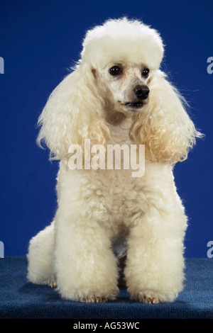 weißen Zwergpudel - sitzen - Ausschneiden Stockfoto