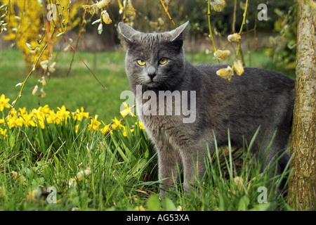 Kartäuser Katze - neben Blumen Stockfoto