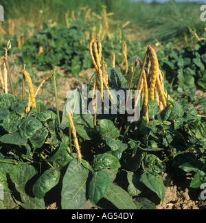 Cowpea oder schwarze Augen Bohnen-Ernte mit Reifen Schoten Luzon Philippinen Stockfoto
