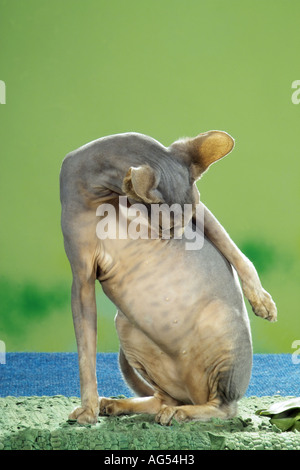 Sphynx Katzen - Reinigung selbst Stockfoto