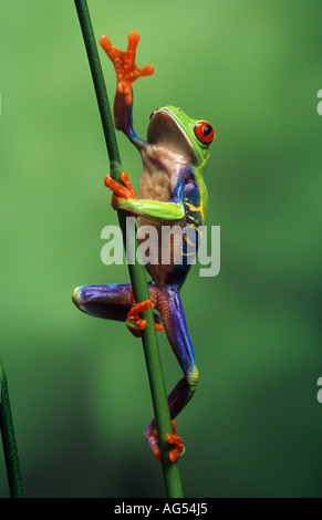 Red-eyed Tree Frog (Agalychnis callidryas) klettern auf einen Stiel Stockfoto