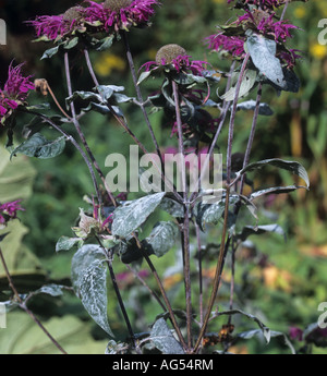 Echter Mehltau-Infektion auf Sonnenhut Echinacea Purpurea Pflanze Stockfoto