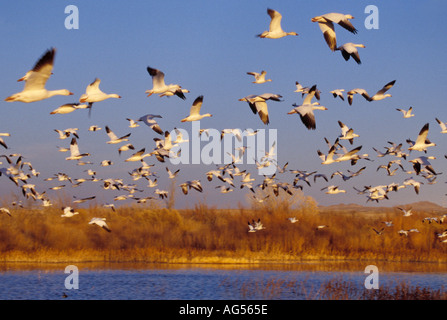 Schneegänse Stockfoto