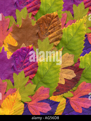 Blätter im Herbst Stockfoto
