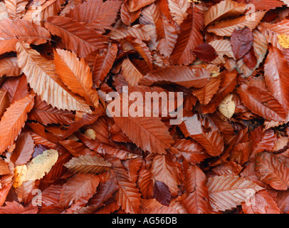 Europäische Buche verlässt Fagus grandifolia Stockfoto