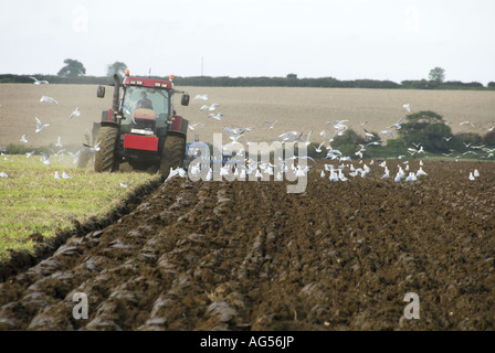 Traktor Pflügen Stoppeln im Frühherbst mit Möwen nach Pflügen Norfolk England Stockfoto