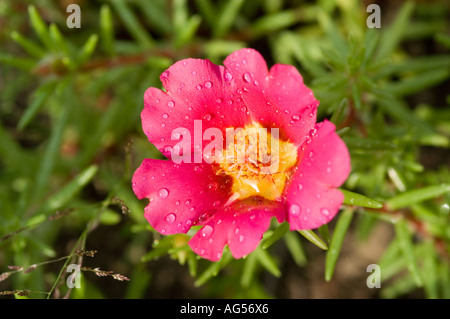 Leuchtend rote Blume der Moosrose (Portulaca grandiflora) mit Wassertropfen auf Blütenblättern. In Argentinien und Brasilien heimische Portulacaceae-Arten. Stockfoto