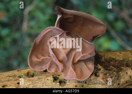 Juden Ohr Pilz an gefallenen und verfallenden Log lateinische Name Auricularia Auricula-judae Stockfoto