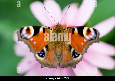 Pfau Schmetterling Inachis io sitzt auf Purple Coneflower Echinacea purpurea. Makroaufnahme von Schmetterlingsflügeln, die auf einer rosafarbenen Gartenblume verteilt sind. Stockfoto