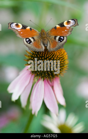 Pfau Schmetterling Inachis io sitzt auf Purple Coneflower Compositae Echinacea purpurea in einem Sommergarten. Stockfoto