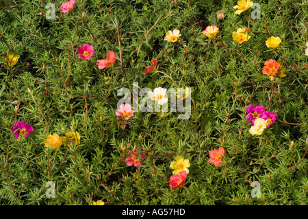 Mehrfarbige rote, gelbe, violette und orangene Blüten der Moosrose Portulaca grandiflora blühen in einem üppig grünen Gartenbeet. Stockfoto