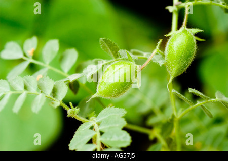 Nahaufnahme von grünen Früchten der Kichererbse Cicer arietinum, die auf einer Pflanze auf einem Feld wachsen. Frische Bio-Kichererbsen in haarigen Schoten. Stockfoto