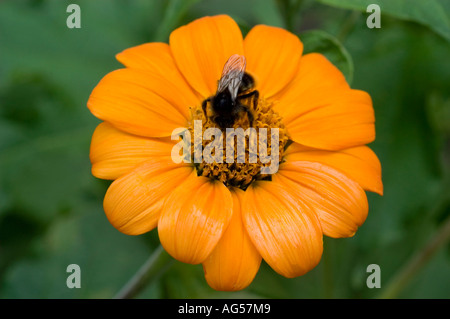 Nahaufnahme einer orangen mexikanischen Sonnenblume (Tithonia rotundifolia), auch bekannt als clavel de muerto, mit einer Biene in Mexiko. Stockfoto