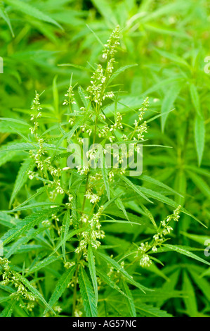 Nahaufnahme einer blühenden männlichen Pflanze aus Hanf oder Marihuana Cannabis Sativa mit grünen Blättern und Pollensäcken in einer natürlichen Umgebung im Freien. Stockfoto