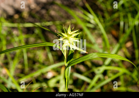 Grausegen (Carex gryii) aus der Familie der Cyperaceae mit ihrem einzigartigen sternförmigen Samenkopf, der in Nordamerika beheimatet ist. Botanische Nahansicht. Stockfoto