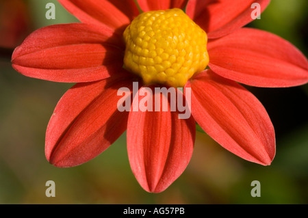 Nahaufnahme einer leuchtend roten und gelben Dahlia Compositae Dahlia Topmix Rosenblume, die das strukturierte Zentrum und die zarten Blütenblätter hervorhebt. Stockfoto