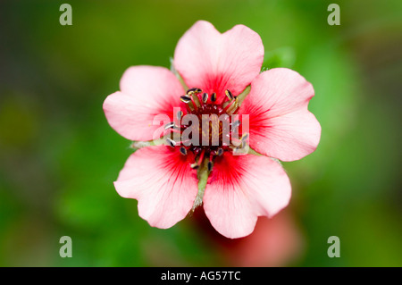 Nahaufnahme einer rosafarbenen und roten Nepal-Cinquefoil-Blüte (Potentilla nepalensis), ein Mitglied der Familie der Rosaceae aus dem Himalaya. Stockfoto