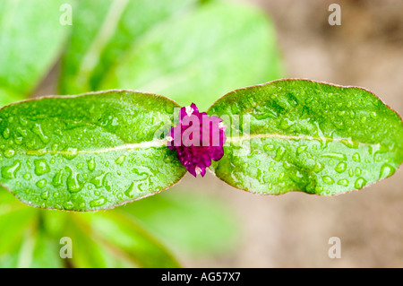 Blick von oben auf eine violette Globe Amaranth (Gomphrena globosa) Blume mit Wassertropfen auf grünen Blättern, Familie der Amaranthaceae. Stockfoto