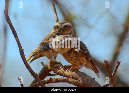 Nestlingszeit im Gir National park Stockfoto