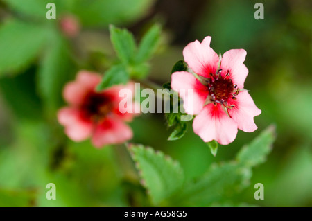 Nahaufnahme von Nepal Cinquefoil (Potentilla nepalensis) Blüten mit rosa Blüten und dunkelroten Zentren, heimisch im Himalaya, Asien. Stockfoto