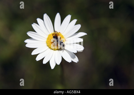 Insekt auf Daisy Blume Stockfoto
