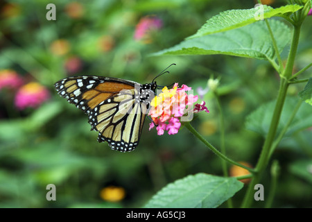 Monarch-Schmetterling - Danaus plexippus Stockfoto