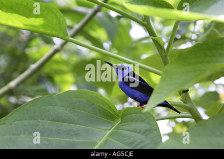 kleine blaue Vogel versteckt in der vegetation Stockfoto