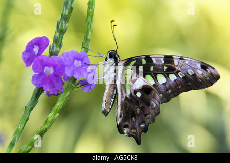 Tailed Jay Schmetterling - Graphium agamemnon Stockfoto