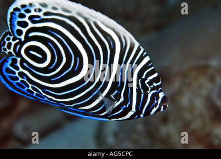 Close-up of juvenile Imperator Kaiserfisch Stockfoto