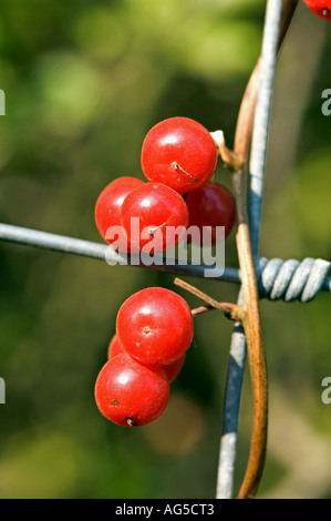 Schwarz-Zaunrübe Tamus Communis Beeren Schlinger um einen Stacheldrahtzaun Straßenrand Bayford im Hertfordshires England UK Stockfoto