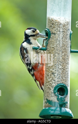 Great Spotted Woodpecker (Dendrocopos großen) Minsmere, Suffolk, UK Stockfoto
