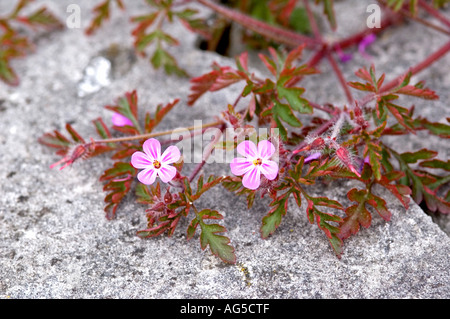 Robert Kraut Geranium Robertianum wächst auf einem Grabstein auf dem Friedhof von London, UK Stockfoto