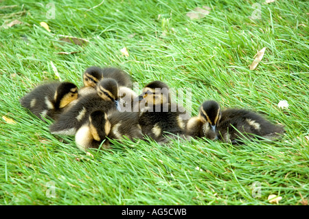 Malland Anas Platyrhynchos Entenküken eingebettet in den Rasen, London UK Stockfoto