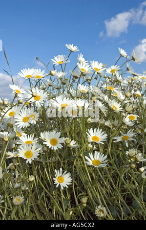 Ochse Auge Margeriten Leucanthemum Vulgare wachsen in Hülle und Fülle vor blauem Himmel. Stockfoto